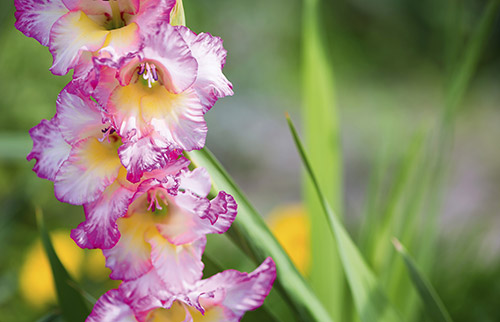 Gladiole