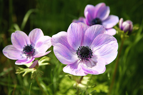 Anemone
